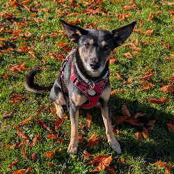 Schulhund_Money